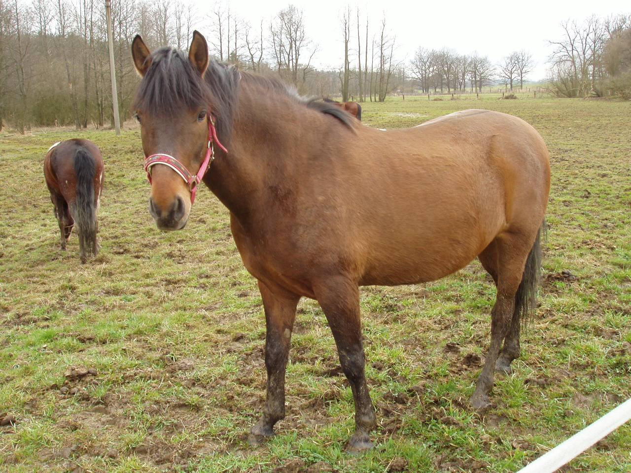 2007 - ranč Mlýnek (13).jpg