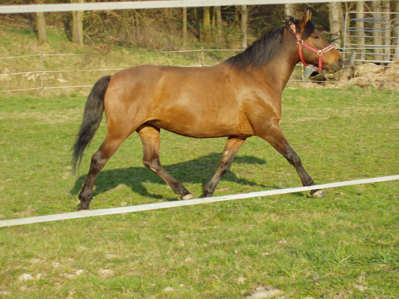 2007 - ranč Mlýnek (41).jpg